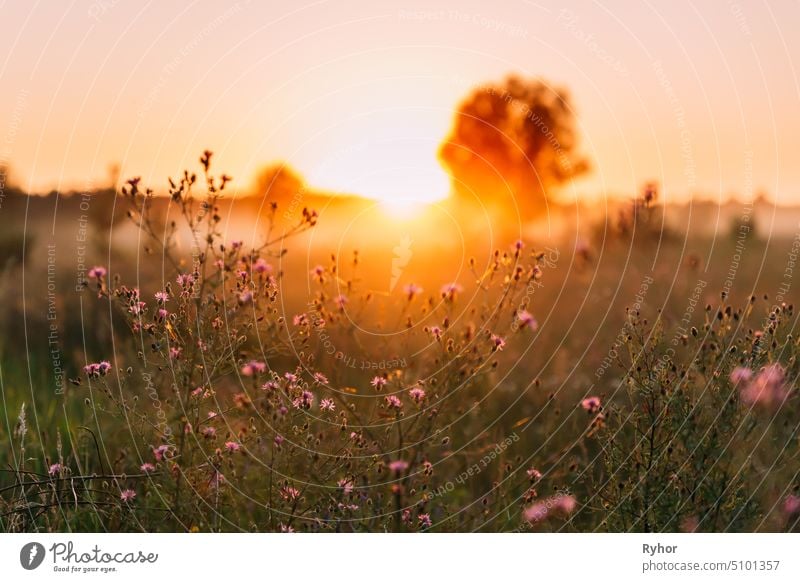 Close Up Wild Flowers In Sunset Sunrise Sunlight. sunshine grass summer sunset nobody nature europe close sunray sunlight sunbeam plant autumn outdoor sunny