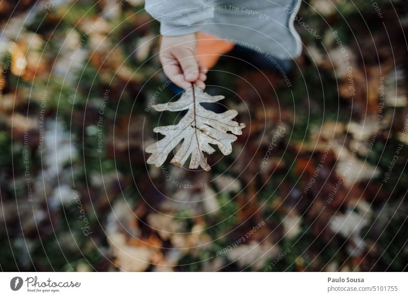 Child holding Frosty oak leaf Leaf green leaves Hold Hand natural fresh plant closeup person nature background hand frosty Winter Colour photo Cold season