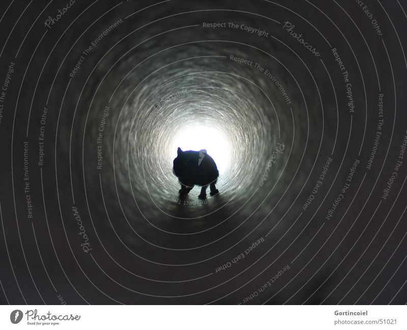 "I see a light" Tunnel Animal Mouse Mongolian gerbil Whisker Dark Bright Curiosity Hope Sadness Death Fear Mammal Pipe Tunnel vision near-death experience