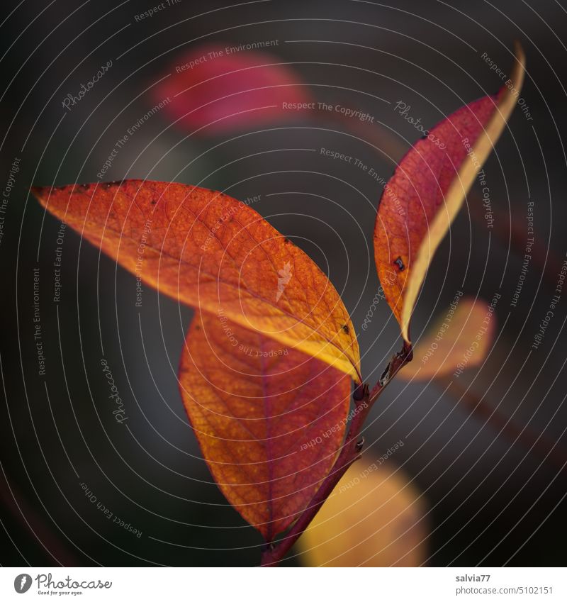 Leaves in yellow-orange autumn colors Autumn Change luminescent Leaf Nature Transience Twigs and branches Blue Plant Autumnal colours Seasons Colour photo twigs