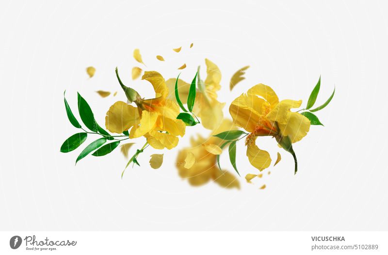 Floral composition with yellow flying irises flowers and petals at white background.  Creative floral levitation concept. Front view. creative front view
