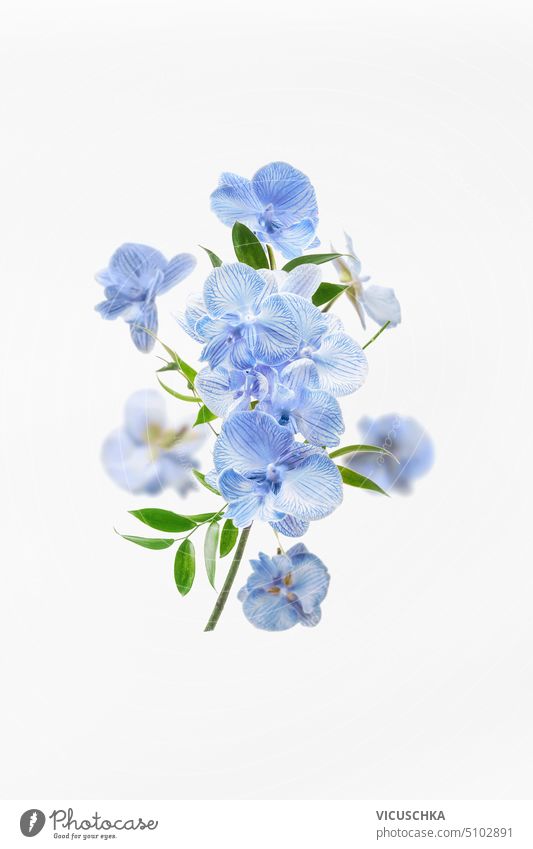 Flying blue orchid flowers composition at white background. Beautiful flowers arrangement. Floral levitation concept. Front view.