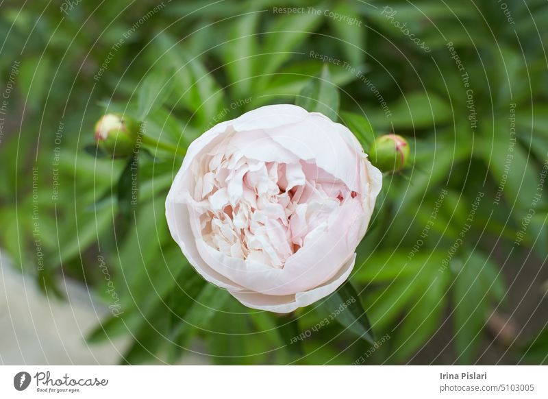 White flowers of peony in the garden. Summer and spring time. beautiful bloom blooming blossom blossoming botanical botany bouquet branch bright bud bunch clean