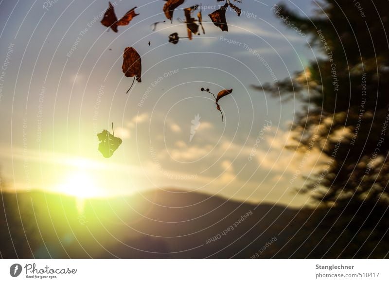 Autumn evening Nature Landscape Sky Clouds Horizon Sunrise Sunset Sunlight Beautiful weather Leaf Hill Discover Esthetic Fantastic Happy Infinity Warmth Blue