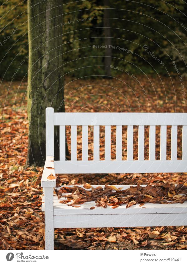 autumn. Nature Autumn Tree Leaf Relaxation Bright Wet Center point Bench Cold Sit Wood White Park Break Colour photo Subdued colour Exterior shot Deserted