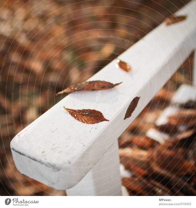 autumn. Nature Autumn Tree Leaf Relaxation Bright Wet Center point Bench Cold Sit Wood White Park Break Colour photo Subdued colour Exterior shot Deserted