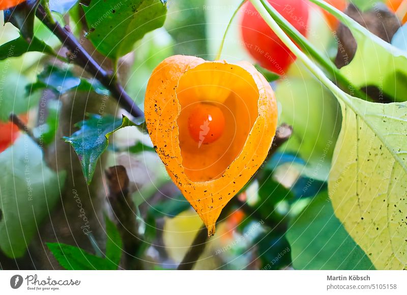 Physalis with opened skin, view of fruit inside. Vitamin rich fruit from the garden Cape gooseberry vitamin C healthy plant ripe leaves shrub orange green