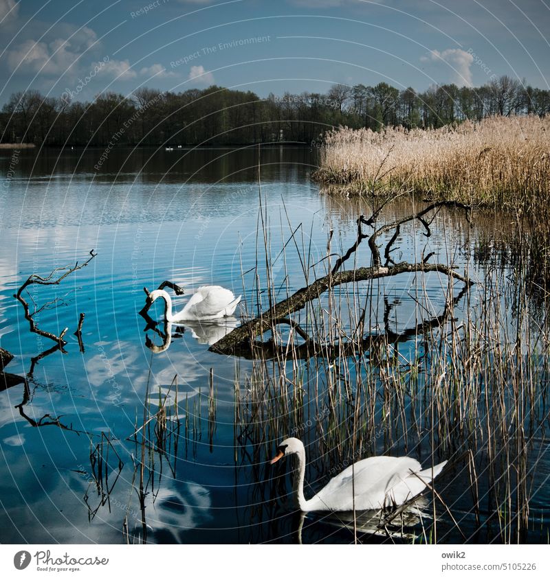 Swan Song Landscape Nature Environment Water Animal Pair of animals 2 Sky Clouds Horizon Beautiful weather Tree Bushes Reeds Dream Observe Relaxation Branch