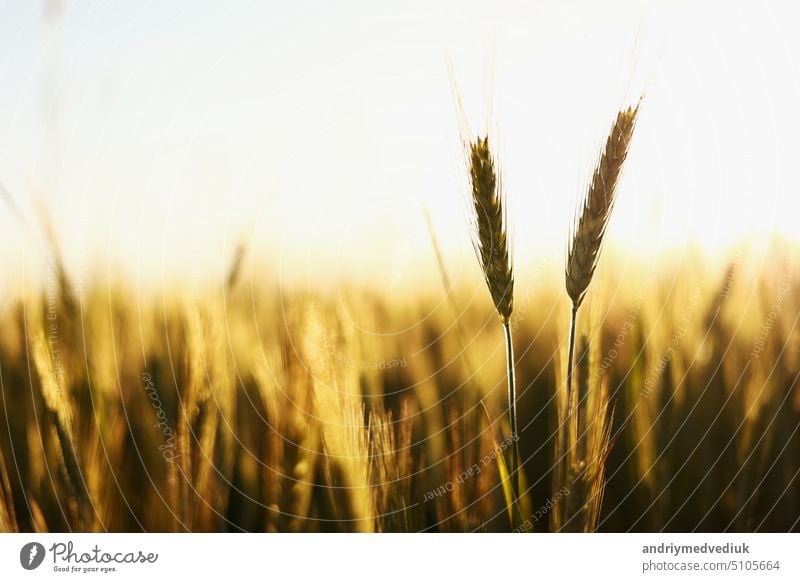 Golden ripe ears of wheat on nature in summer field at sunset rays of sunshine, close-up macro. Ultra wide format. new landscape grass season gardening growth