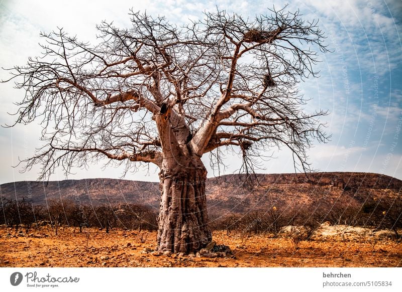 Strong Twigs and branches Tree trunk epupafalls Baobab tree Climate change Drought aridity Dry Far-off places Africa Namibia Wanderlust Nature Landscape