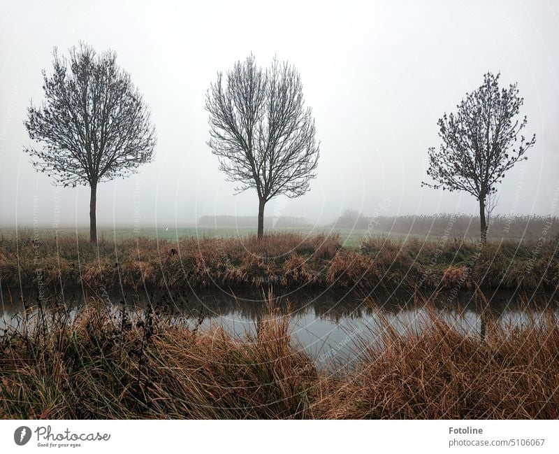 Three trees stand bare in winter by a small river. The fog billows around in the background. Bleak Winter leafless Tree Exterior shot Cold Nature Sky Landscape