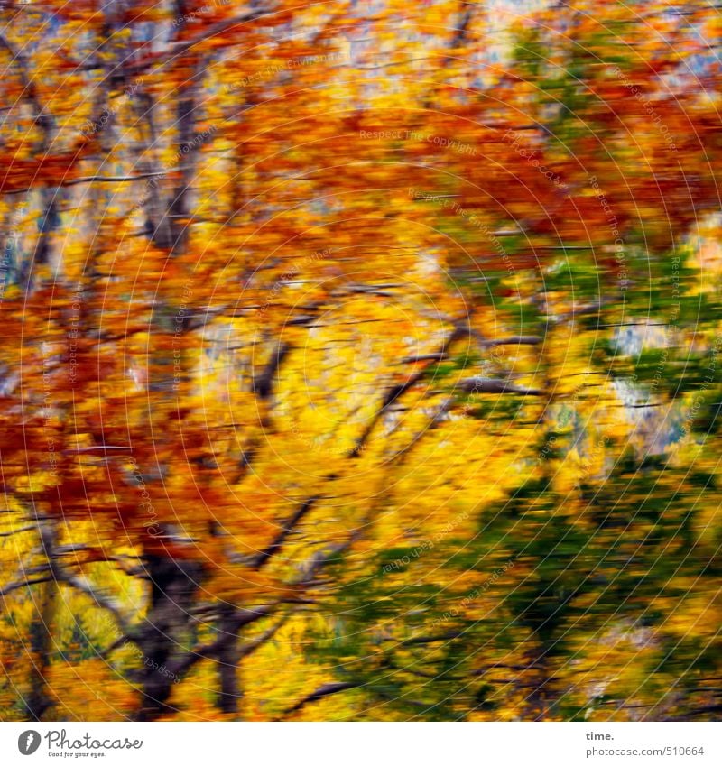 Dance | Indian Summer Dance Environment Nature Landscape Autumn Beautiful weather Tree Deciduous tree Forest Elegant Wild Multicoloured Yellow Green Red