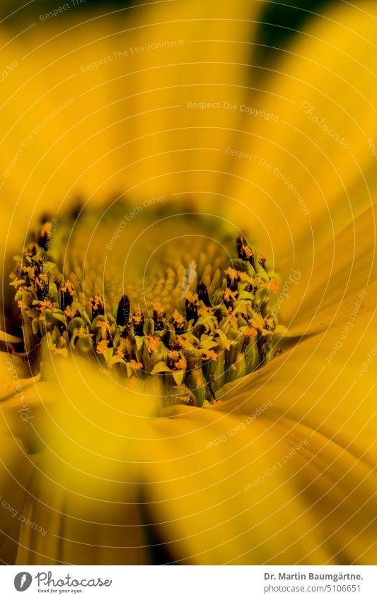 Perennial sunflower, inflorescence Helianthus blossom Yellow enduring shrub perennial composite asteraceae Flower Plant shallow depth of field