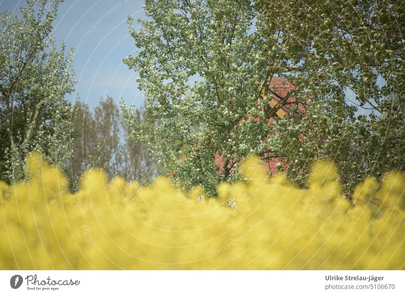 Rape field with house and trees at the edge of field in springtime Canola Canola field Oilseed rape flower Spring Yellow House on the edge of field