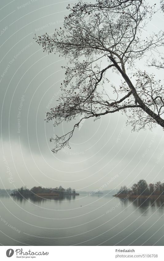 Fog atmosphere on the lake Lake Winter Tree hazy Landscape Nature Calm Sky Water Reflection Lakeside Deserted Environment tranquillity Beautiful weather Idyll