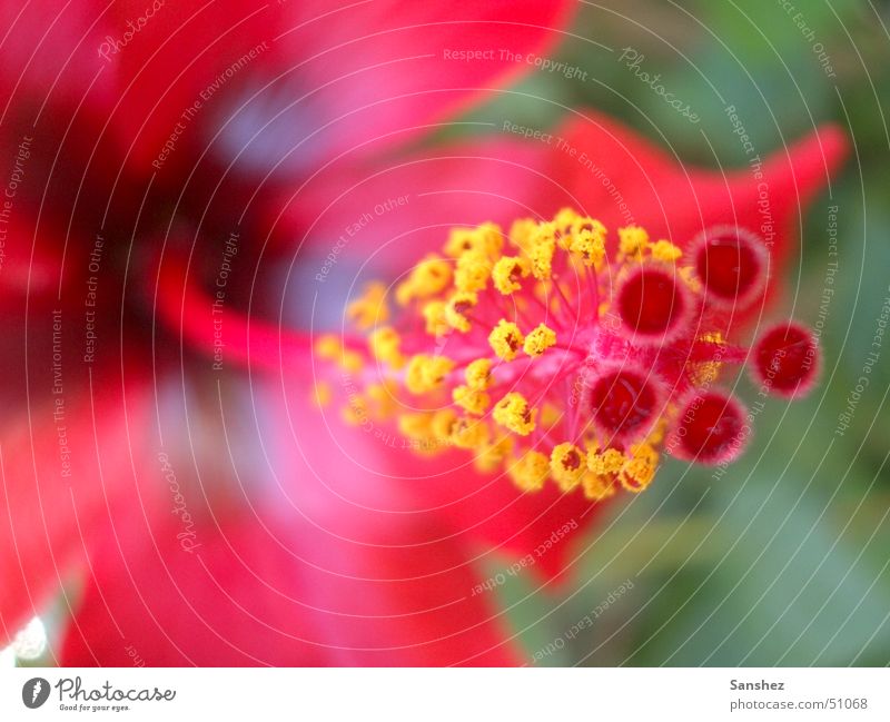 Rising Life flower - stylized macro with blurriness