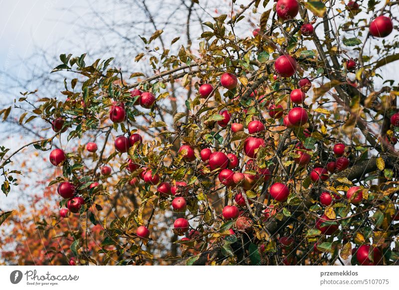 A bunch of ripe freshly picked organic crunchy red apples at local produce  farmers market counter. Clean eating concept. Sweet fruits for fit and heal  Stock Photo - Alamy