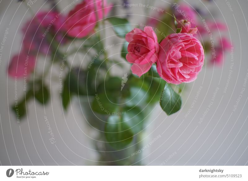 Bouquet with pink colored rose for Mother's Day flowers bouquet Flower Blossom Nature Decoration Blossoming Colour photo pretty Pink Green affectionately