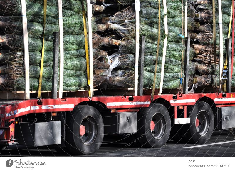 Christmas preparations in full swing | heavy truck with Christmas trees | oh fir tree! christmas trees Christmas & Advent Fir tree Christmassy Winter