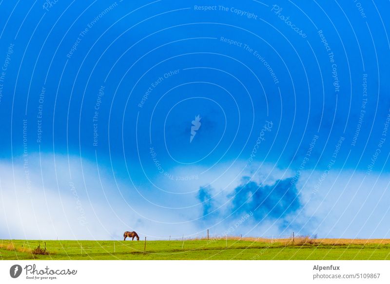 blue sky Sky Horse Blue Clouds Animal Nature Grass Landscape To feed Willow tree Day Meadow Exterior shot Colour photo Environment Deserted Panorama (View)