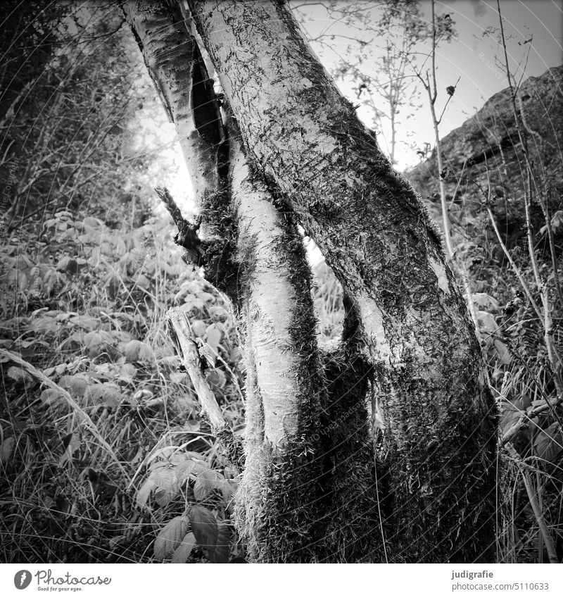 birches Birch bark birch trunk Tree trees Forest gobbled Nature Birch tree naturally Square Black & white photo