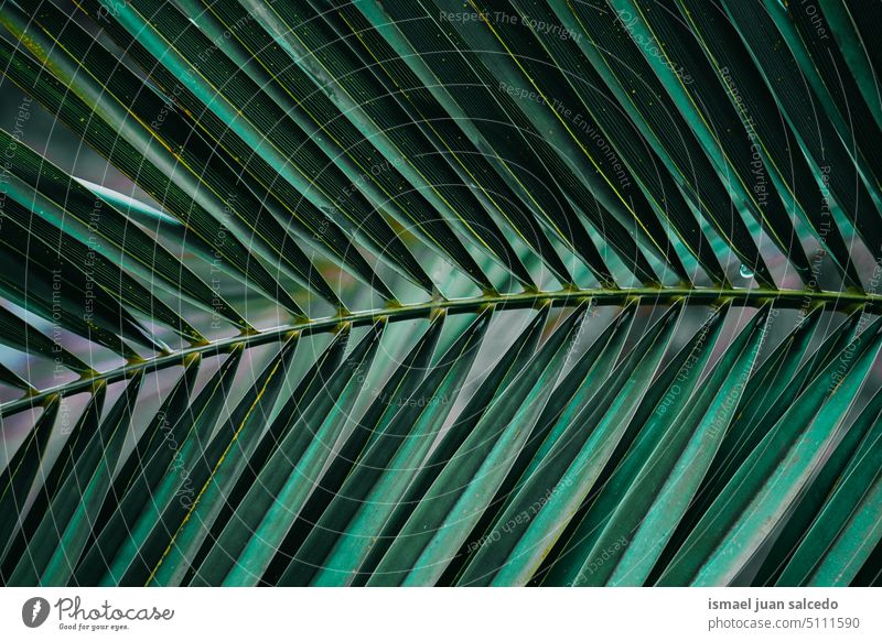 green palm tree leaves in springtime, green background branches plant leaf palm leaf palm leaves green leaf green leaves nature tropical tropical climate