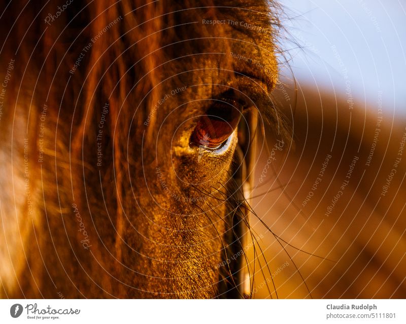 Close up of horse head with dark eye in the sunset Horse Horse's eyes Black horse black horse Eyes Looking Horse eyelashes Horse's head love by horse