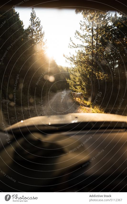 View from car window on forest road during sunset roadway coniferous tree sundown evening nature landscape pyrenees europe road trip vehicle transport narrow