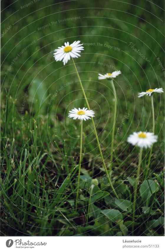 daisy I Spring Summer Flower Green Meadow Sun Detail flowery Lawn Jena