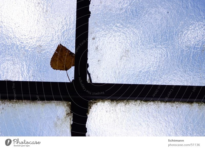 At the window cross Window Leaf Greenhouse Looking