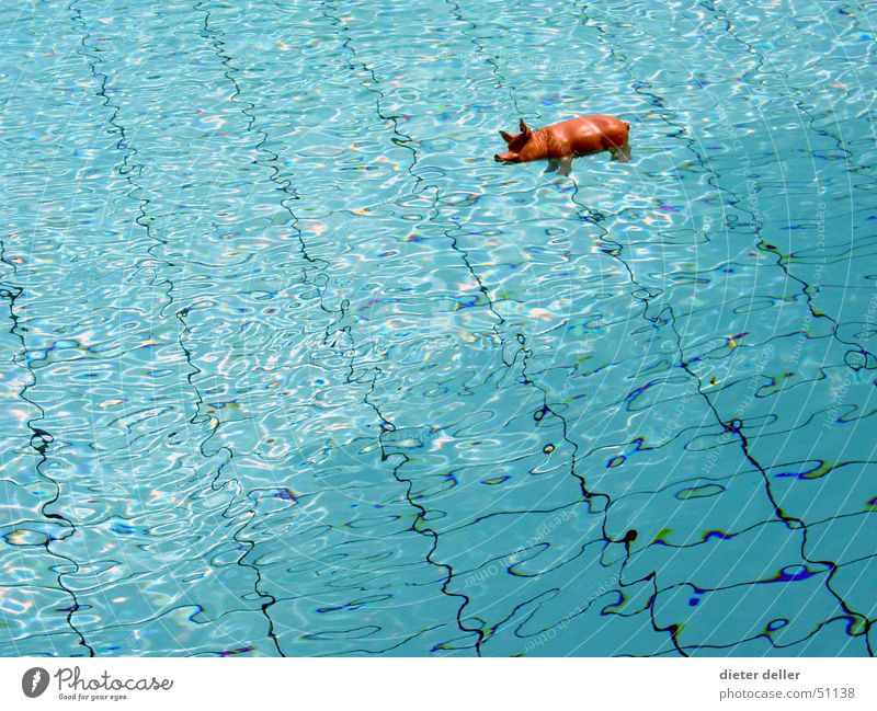 SeaPig Swimming pool Swine Transparent Plastic figurine Animal figure Water Blue Tile Surface of water Float in the water Copy Space left Copy Space middle