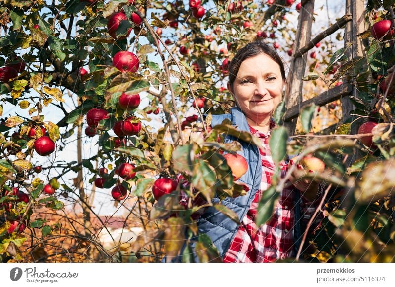 Woman Picking Ripe Apples On Farm Farmer Grabbing Apples From Tree In Orchard Fresh Healthy 5028