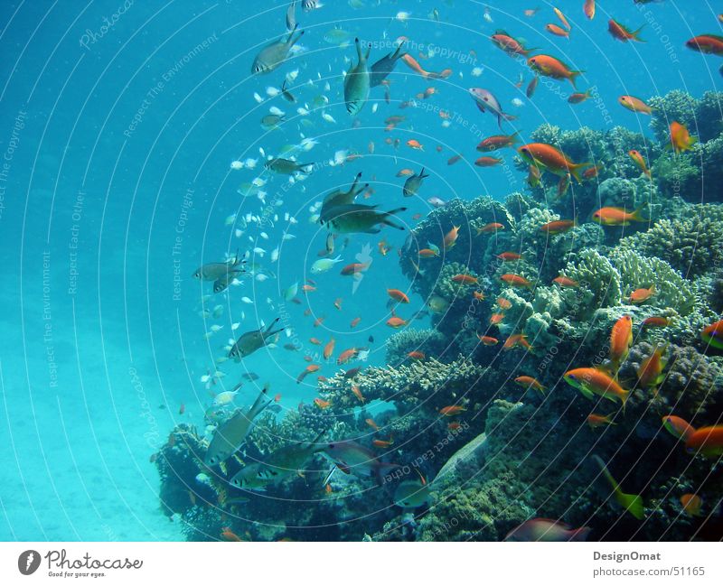 Nature_Design Ocean Coral Splendid Animal Vacation & Travel Water Fish Red Sea Flock