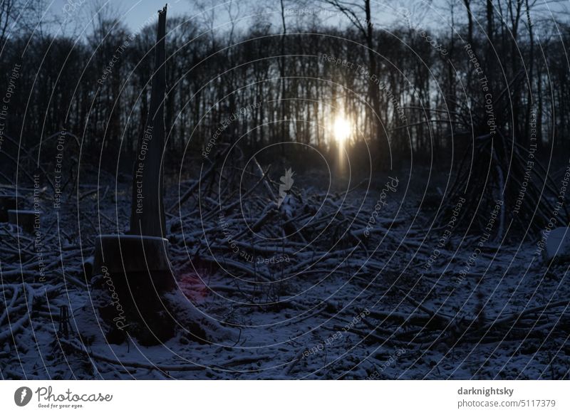 Christmas atmosphere in the forest with setting sun winter Moody Forest Sunset Horuzont Twilight Dark Bright Light Stars luminescent Brilliant Throne