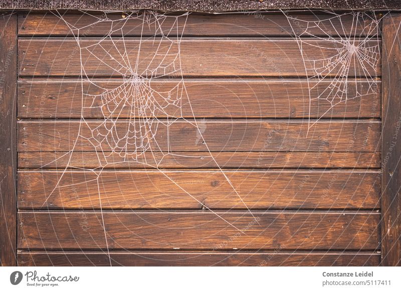 Two frozen spider webs in front of wooden wall. Spider's web Cobwebs Mature Wooden wall Brown diamond transient Transience Capture Spin Net torn Broken Pattern