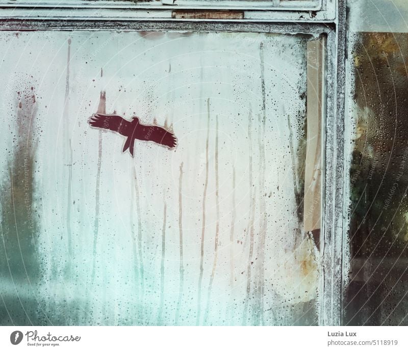 Melting ice and bird protection film 'black bird' on an old window, behind it yellow flowers to guess shop window Shop window Light Greenhouse Market garden