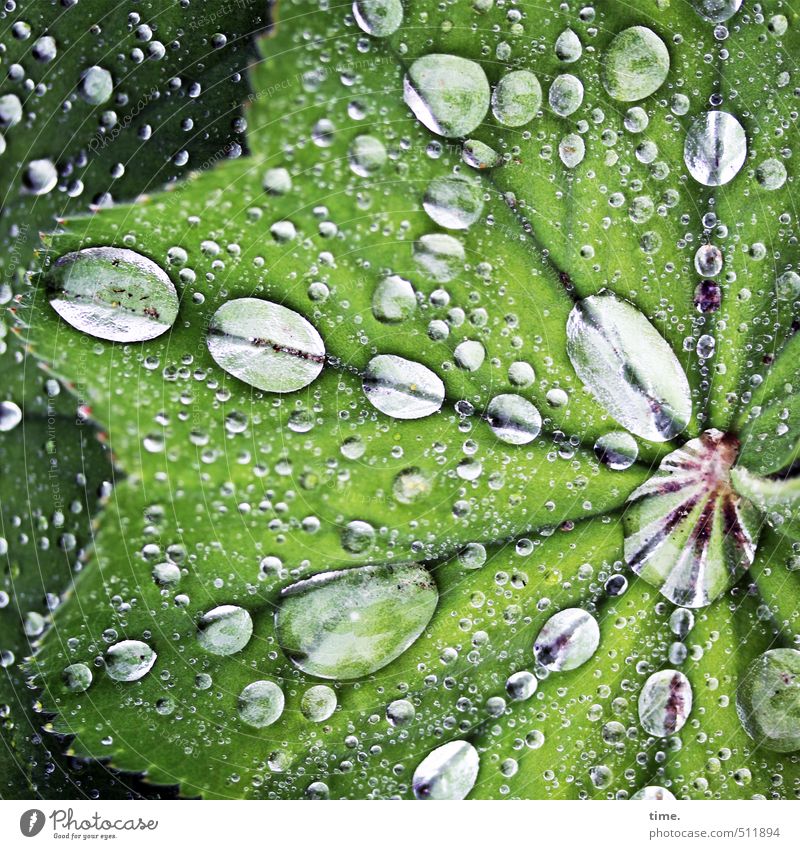 Plant | drunk Water Drops of water Spring Bad weather Rain Leaf Foliage plant Park Fluid Wet Round Green Life Orderliness Design Identity Center point