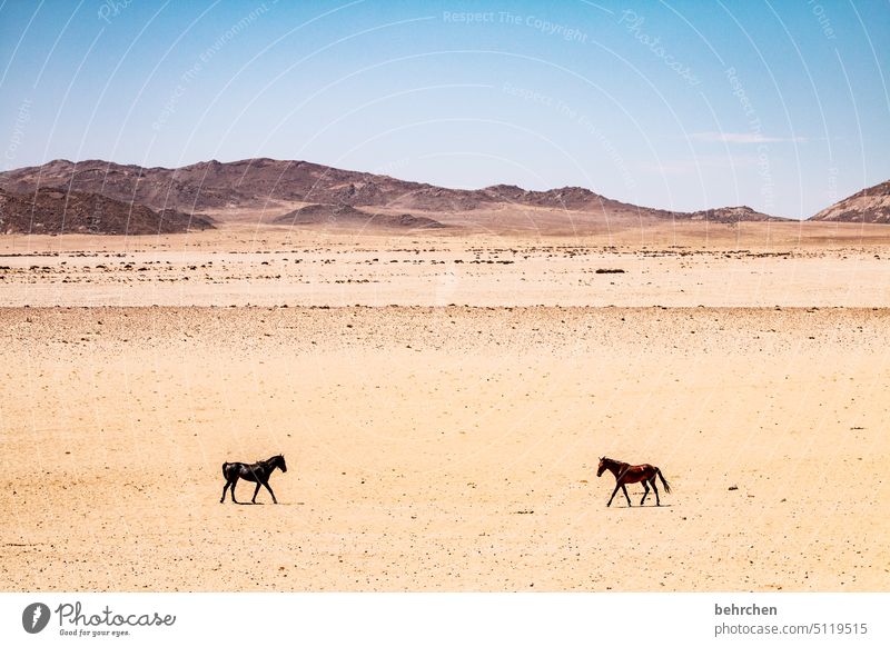 converge Wild horses Horse Free Sand Desert Africa Namibia Adventure Loneliness Colour photo Wanderlust Far-off places Exterior shot Landscape Vacation & Travel