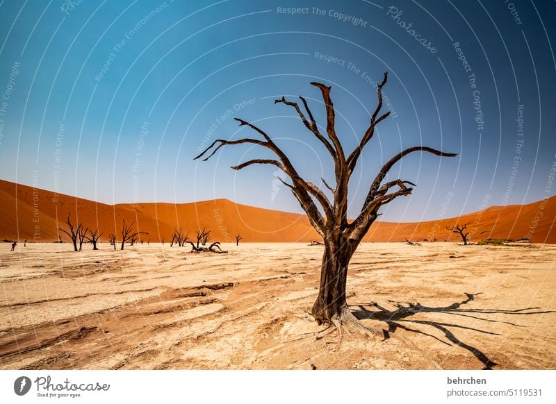 A tree Shadow Environmental protection Transience Acacia Climate change Dry Drought Sky Dead trees deadvlei magical duene dunes sand dune Impressive especially