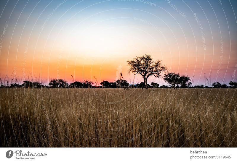 Feel Dream beautifully Kitsch romantic Tree Dusk Night Evening Sunset Grass Kalahari desert Exterior shot Namibia Far-off places Africa Wanderlust Longing