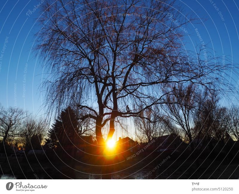 Illuminated - clear winter evening with sunlit weeping willow on the outskirts of the city Willow tree Weeping willow willow tree leafless Moody Suspended Naked