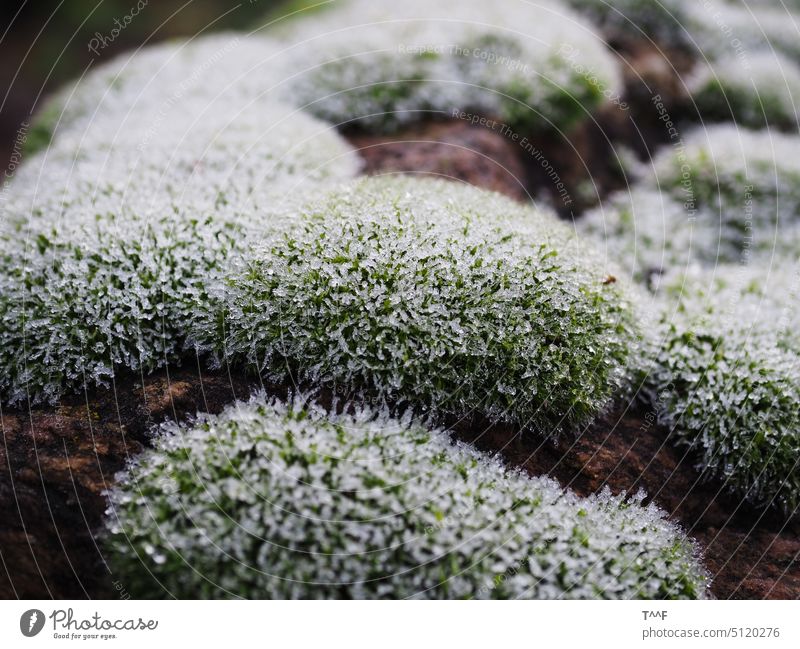 Eiskristalle auf Kissenmoos – Nahaufnahme Moos Laubmoos Moose Laubmoose Pflanze grün zart Struktur Form Bodendecker Umwelt Umweltschutz Symbiose Botanik Frost