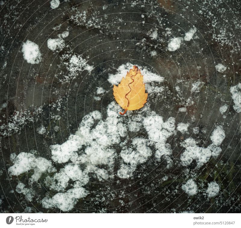 sweetheart Leaf Leaflet Orange luminous paint Frozen surface Ice Winter Water Cold Frost Exterior shot Detail Elements Nature Autumnal Foliage colouring frozen