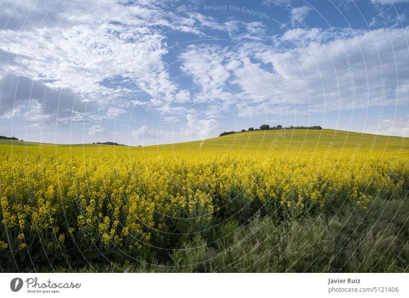 Fields of flowering rapeseed under a blue sky with clouds, meadows with yellow flowers, rapeseed oil industry, agricultural crops, landscape cereal canola