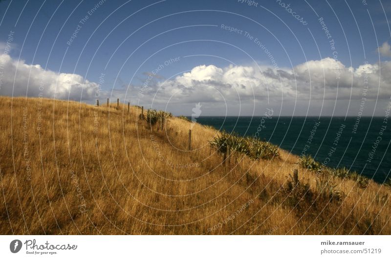 on the hill Grass Meadow Fence Ocean Coast New Zealand brown grass