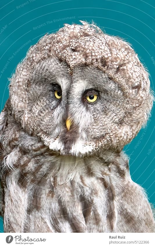 Detail of white owl's head on blue background eyes fluffy predator wildlife adorable copy space feathers zoo isolated animal front hunt jungle wing wisdom wise