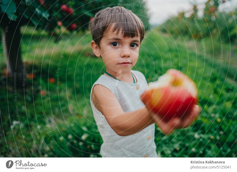 Cute little toddler boy holds out and offers ripe red apple. Kid in garden explores plants, nature in autumn. Amazing scene. Harvest, childhood concept fruit