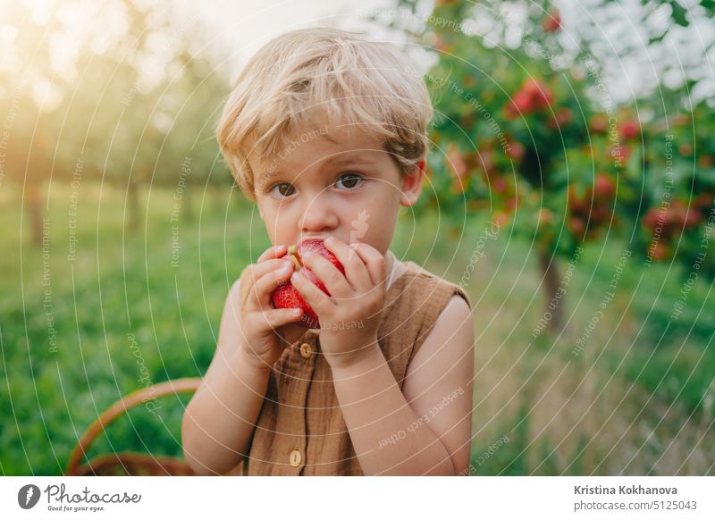 Cute little toddler boy eating ripe red apple in beautiful garden. Son explores plants, nature in autumn. Amazing scene with kid. Childhood concept child fruit