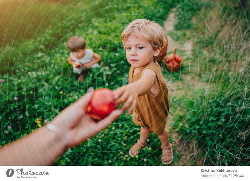Cute little toddler boy takes ripe red apples from mom. Brothers in garden explores plants, nature in autumn. Amazing scene. Twins, family, love, harvest, childhood concept