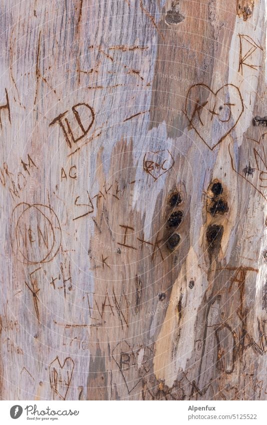 Tree trunk logbook Display of affection Heart Love Infatuation pedigree Declaration of love Romance Tree bark Heart-shaped With love Happy Sincere Sign